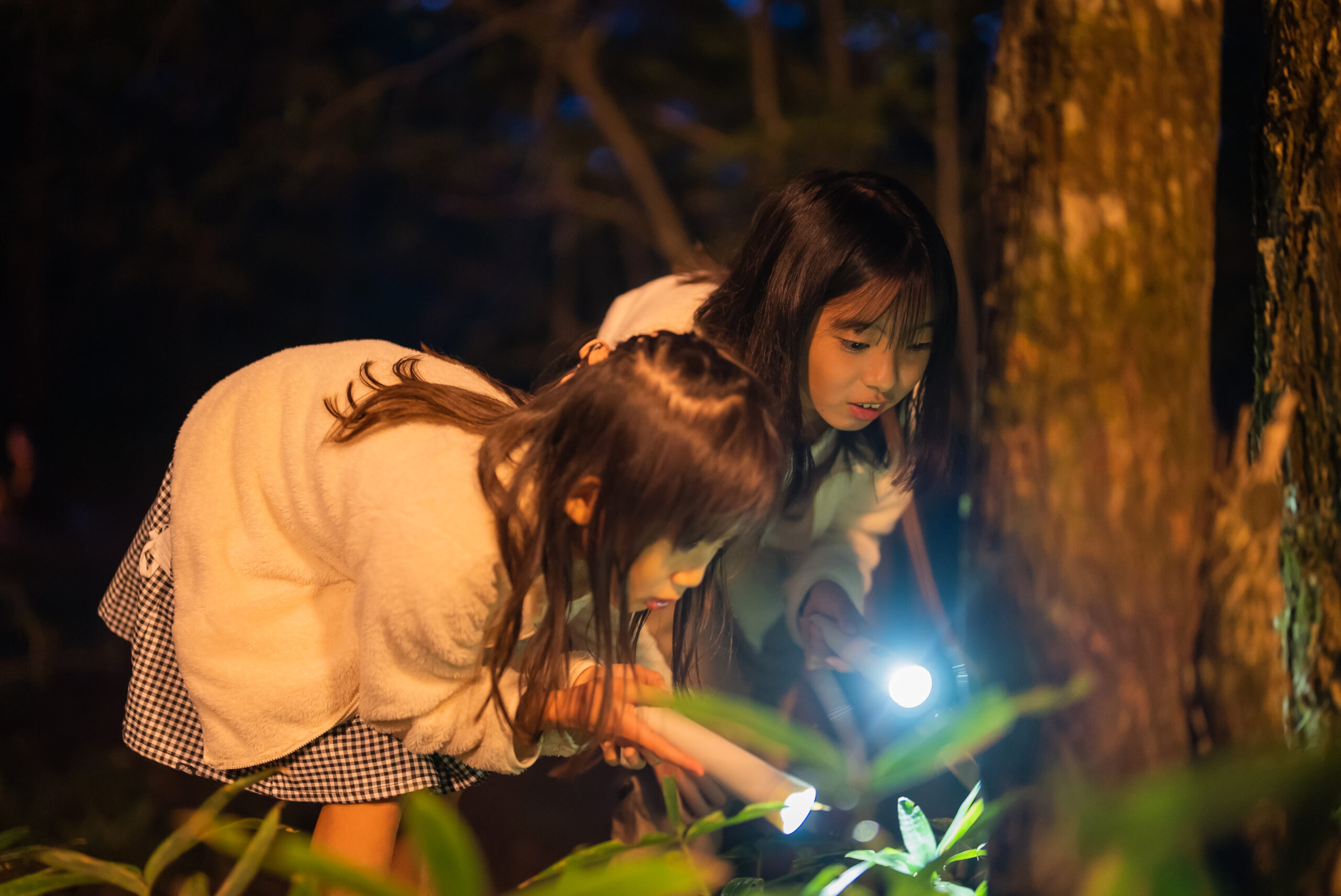 夜の自然を味わう特別な時間