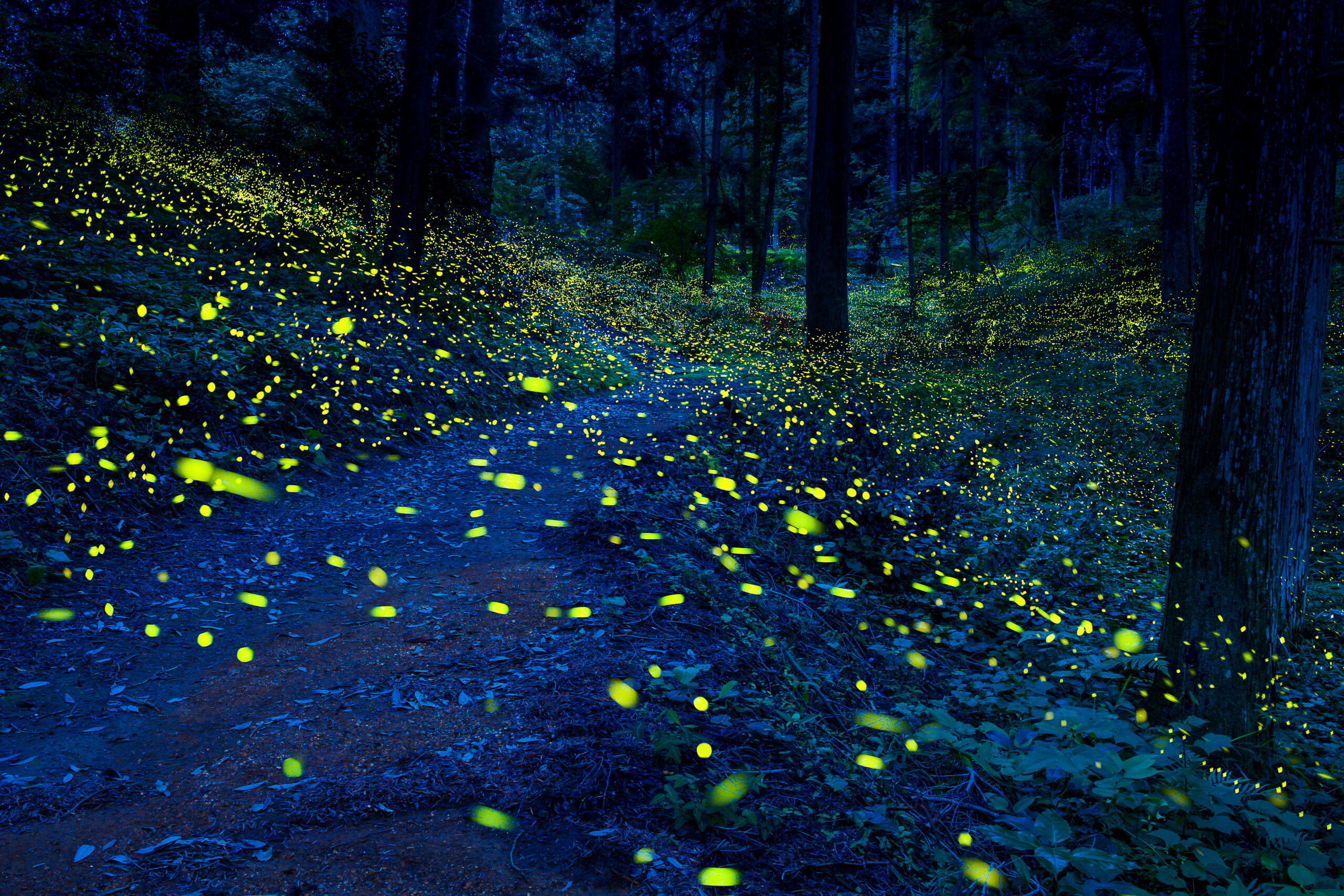 夜の自然を味わう特別な時間