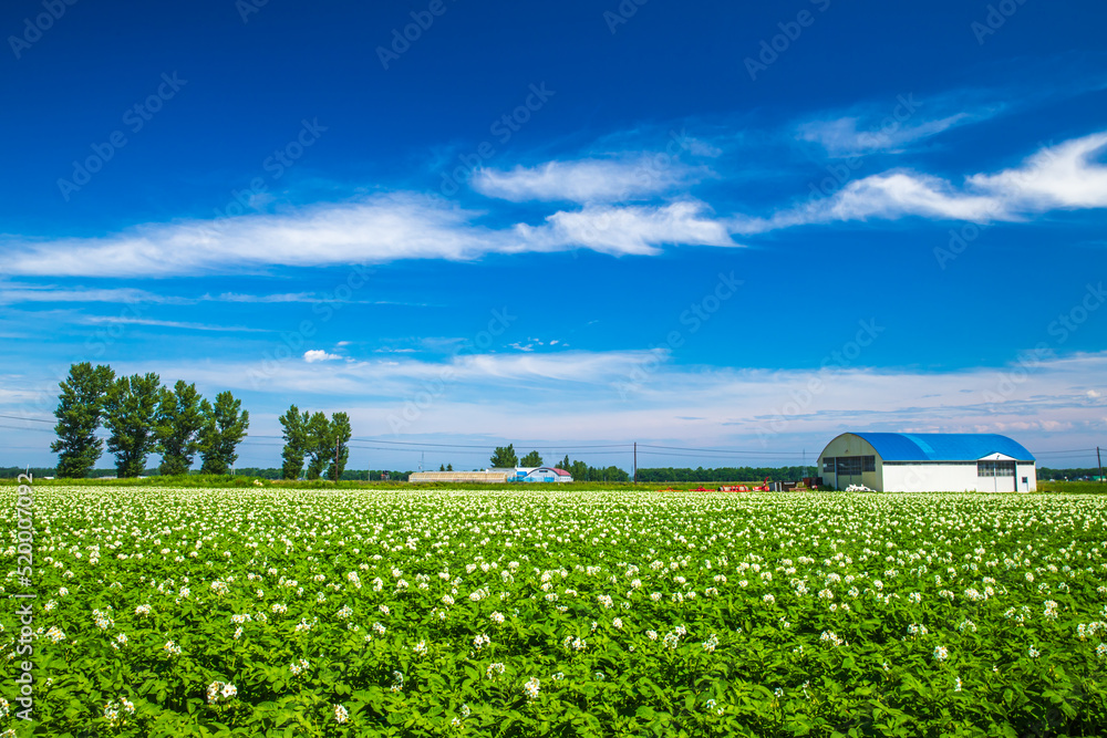 青空、高原で育った野菜の収穫体験できる