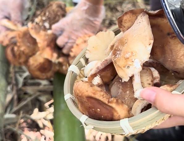 秋の恵みを探そう！きのこ狩り
