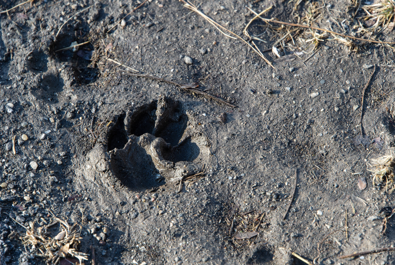  動物の存在を“痕跡”から読み解く、本物の自然観察体験。